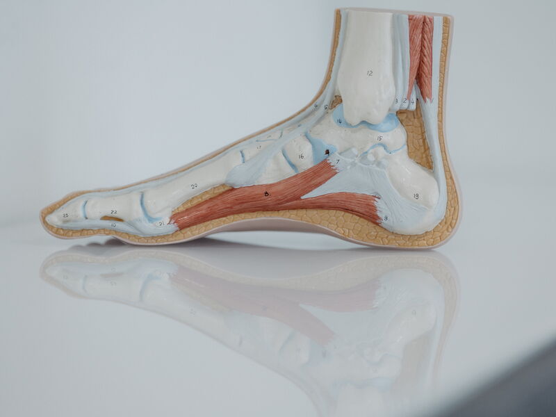 Physio Fuß Skizze